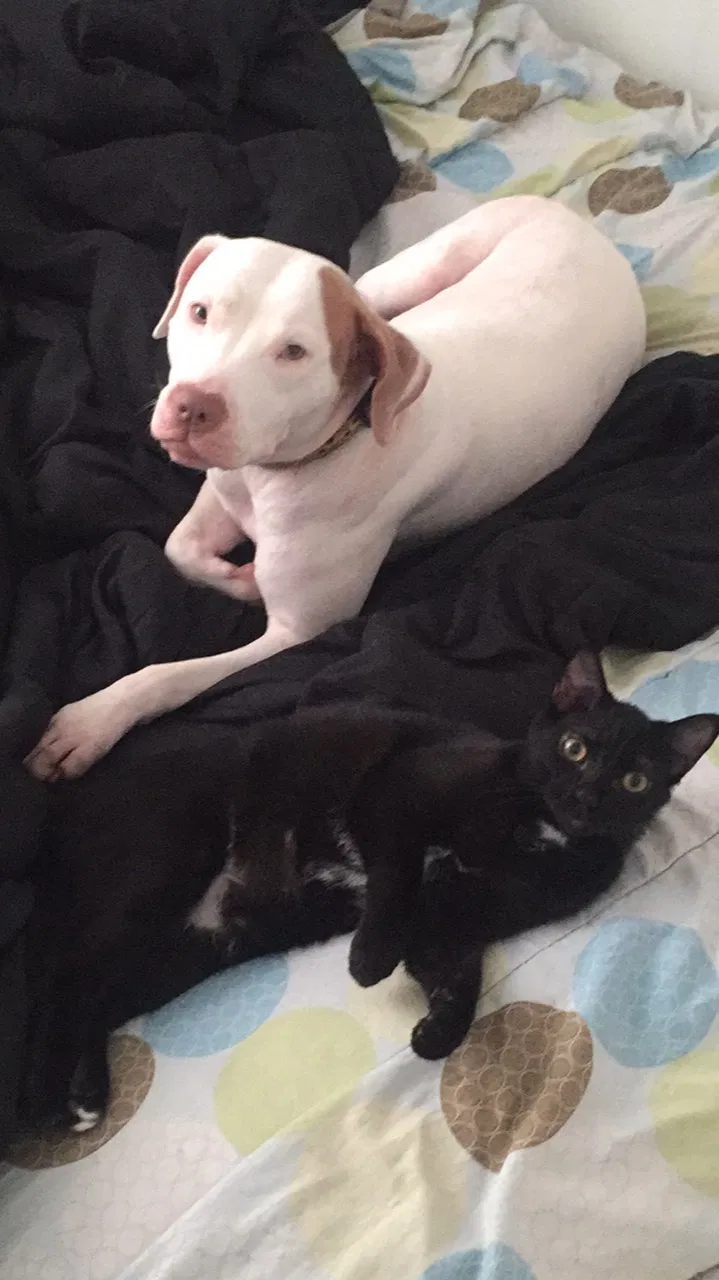 Lost dog in Dallas, TX, 75287
