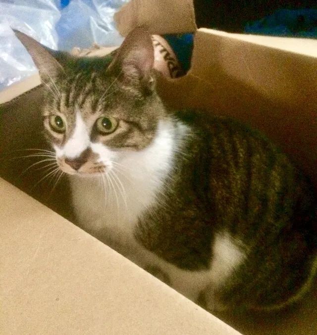 Lost cat in Seattle, WA, 98155