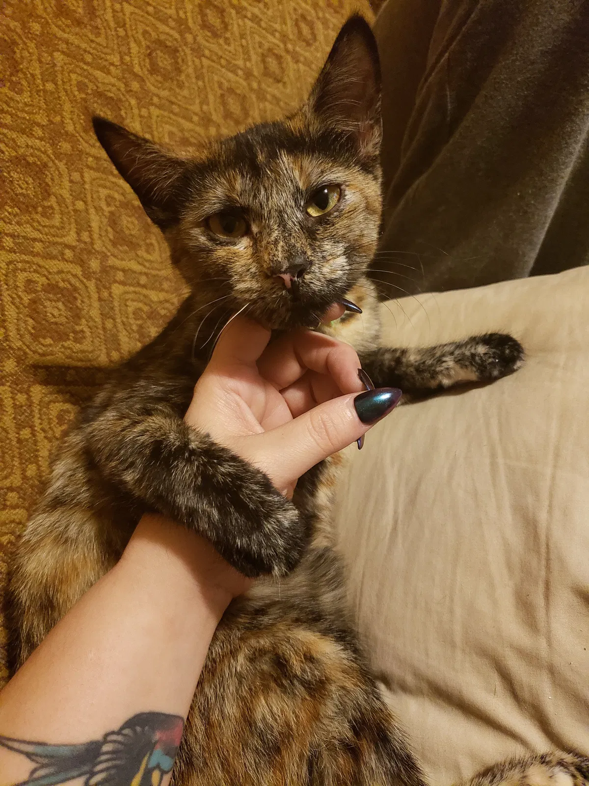Lost cat in Grand Haven, MI, 49417