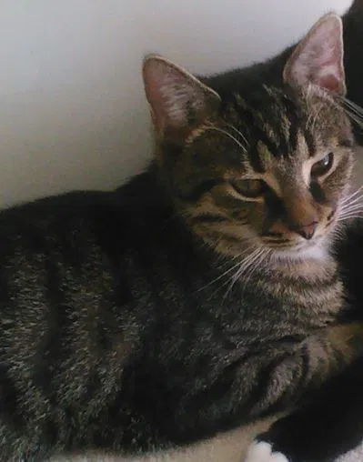Lost cat in Austin, TX, 78727