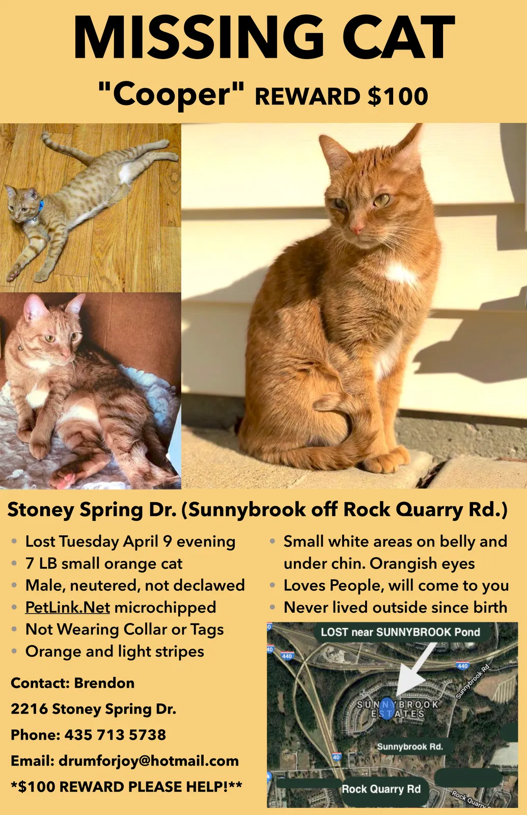 Lost cat in Raleigh, NC, 27610