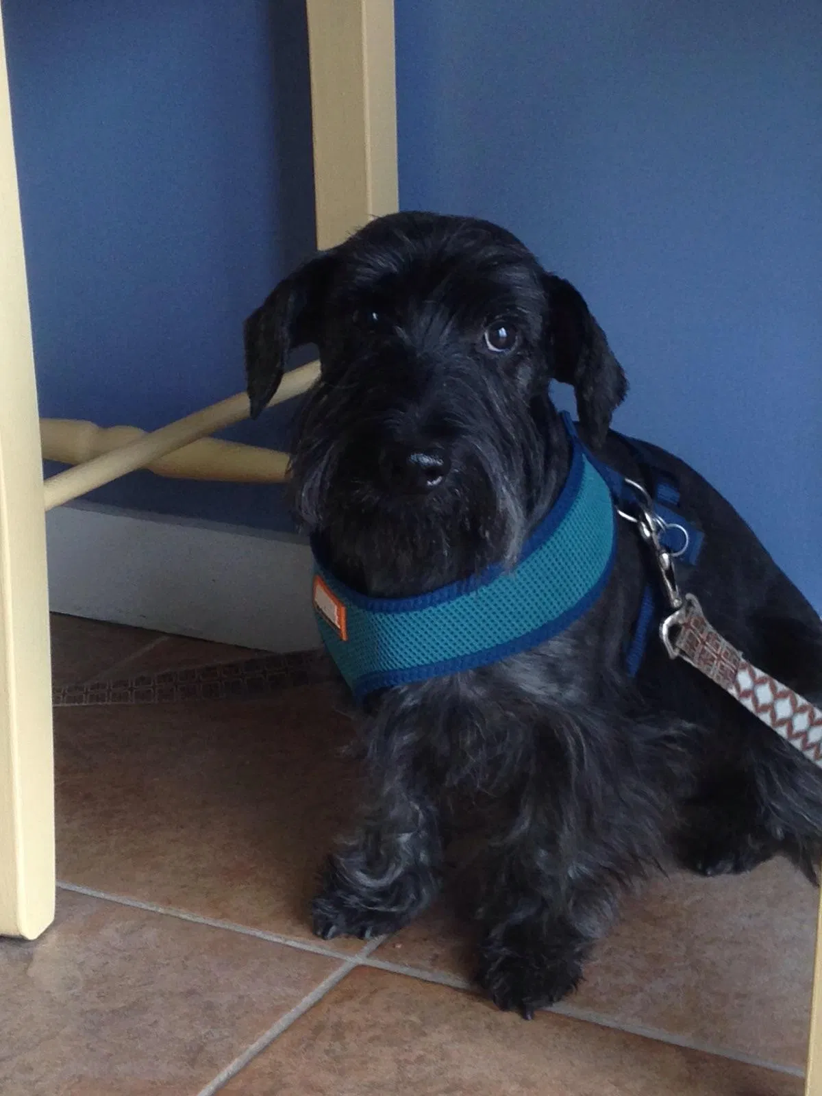 Lost dog in Sandy, UT, 84093