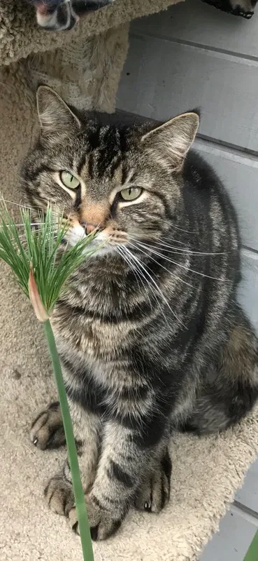 Lost cat in Lancaster, PA, 17602