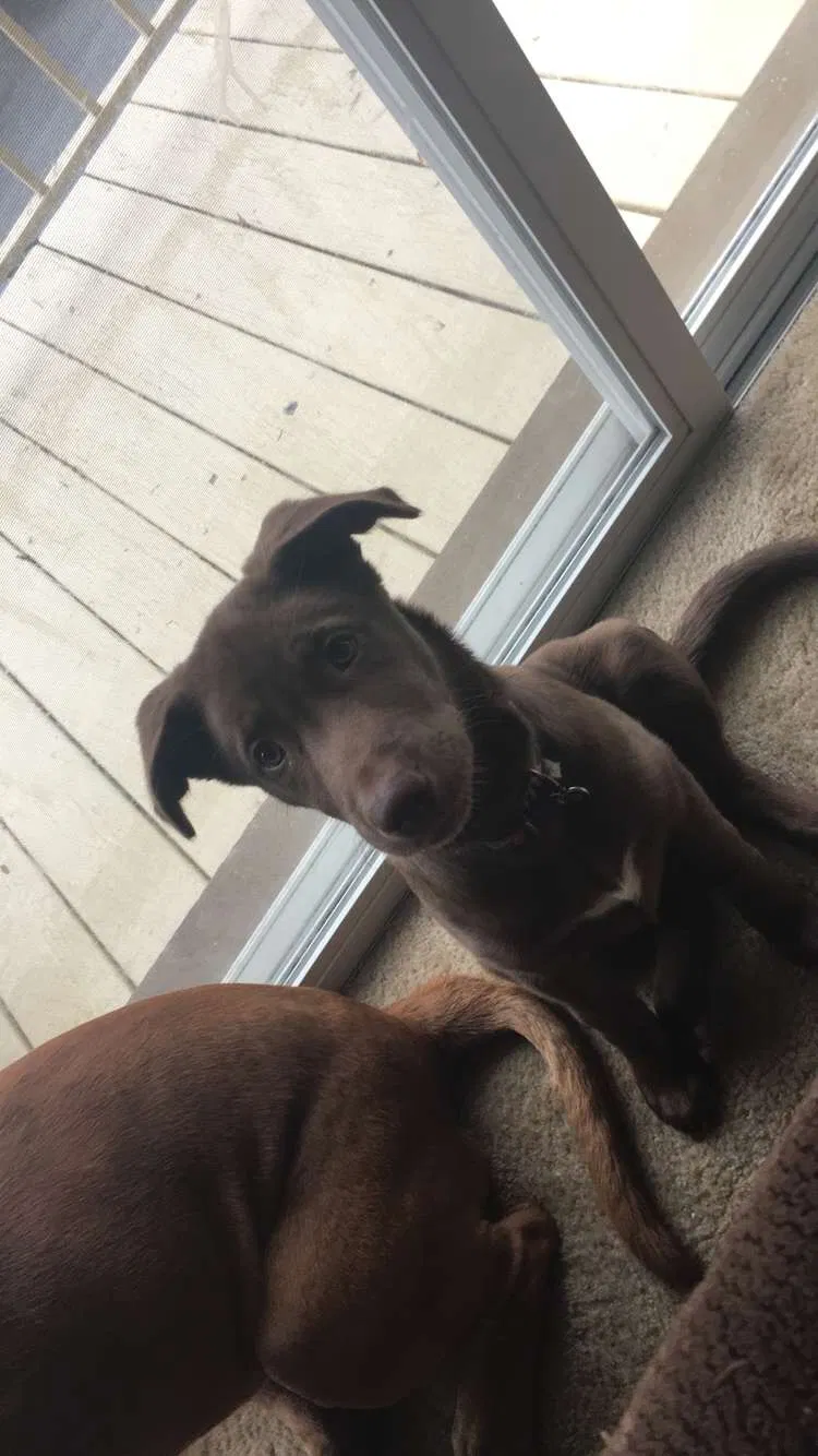 Lost dog in Allentown, PA, 18103