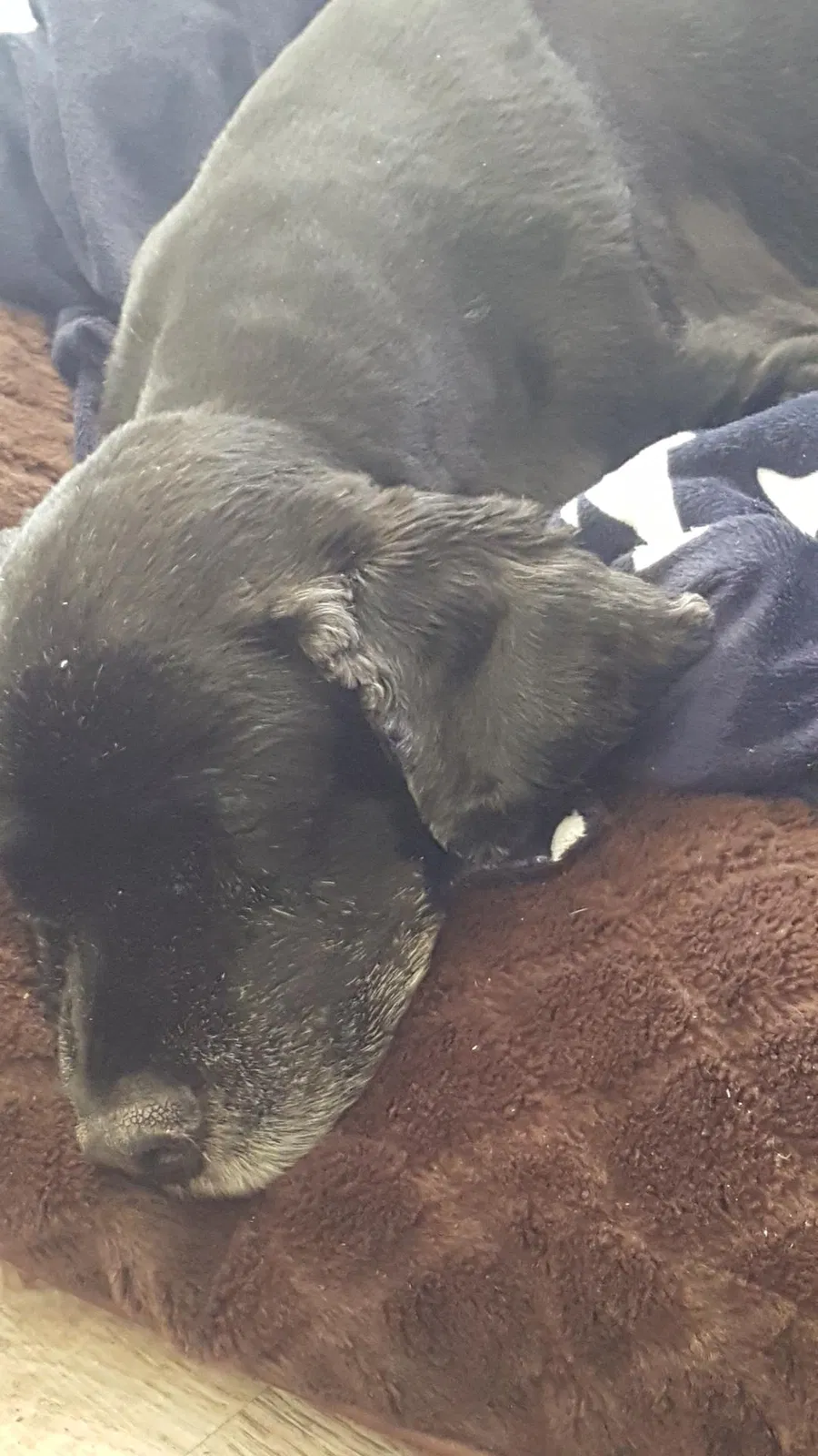 Lost dog in Olive Branch, MS, 38654