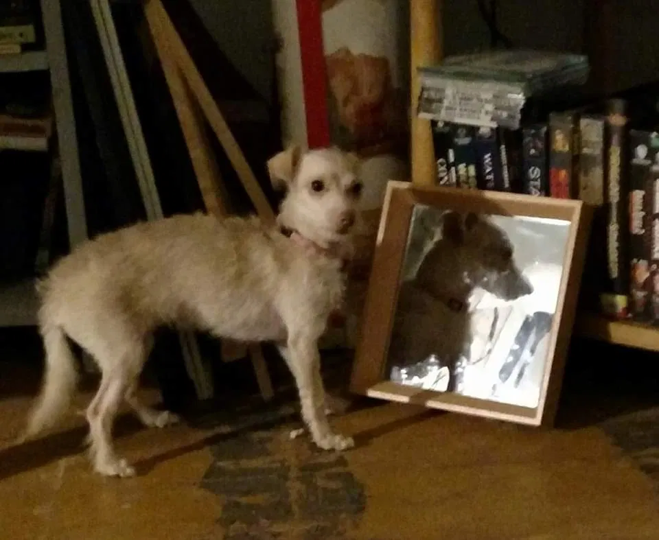 Lost dog in Winchester, VA, 22601