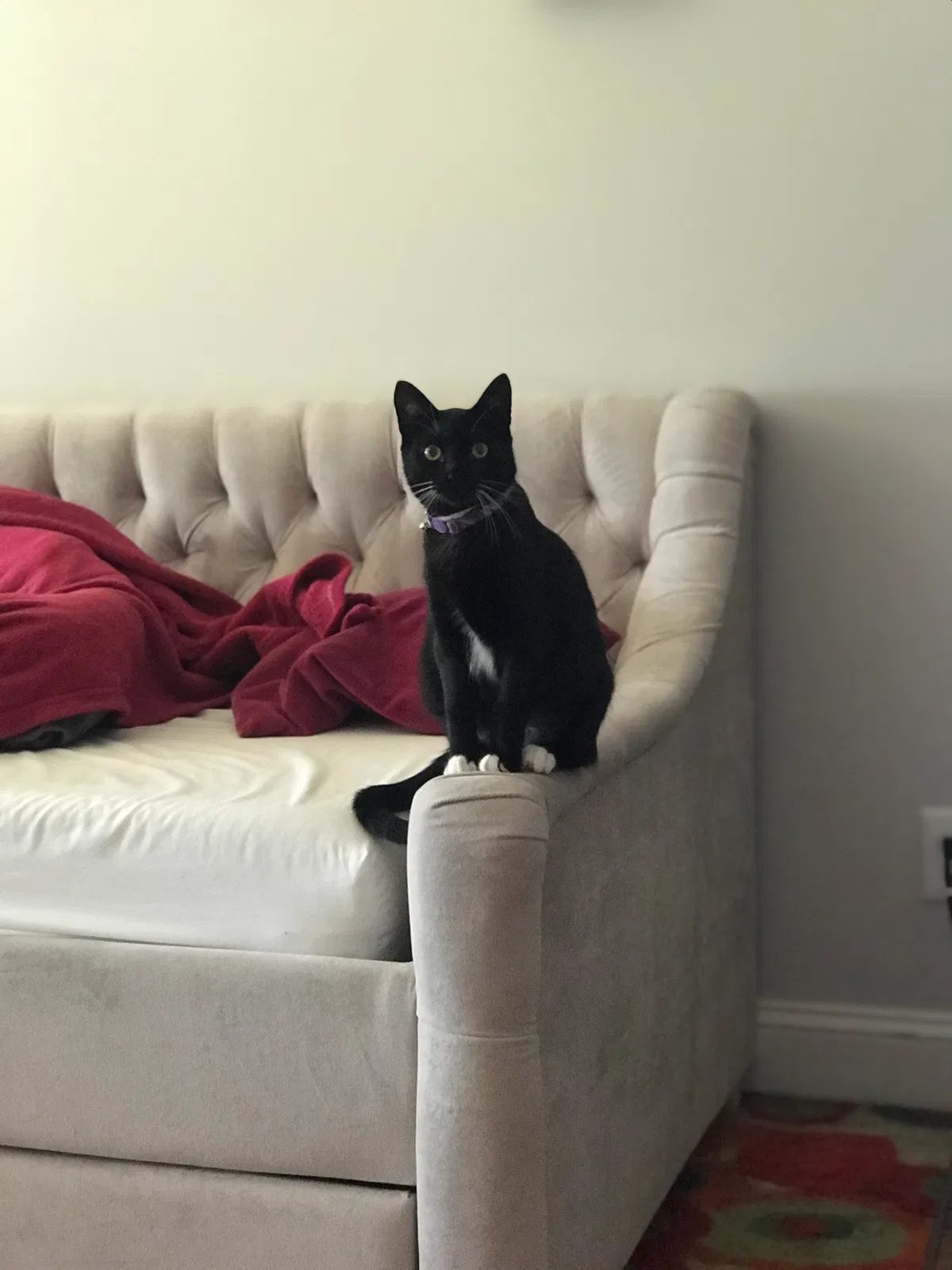 Lost cat in Marietta, GA, 30060