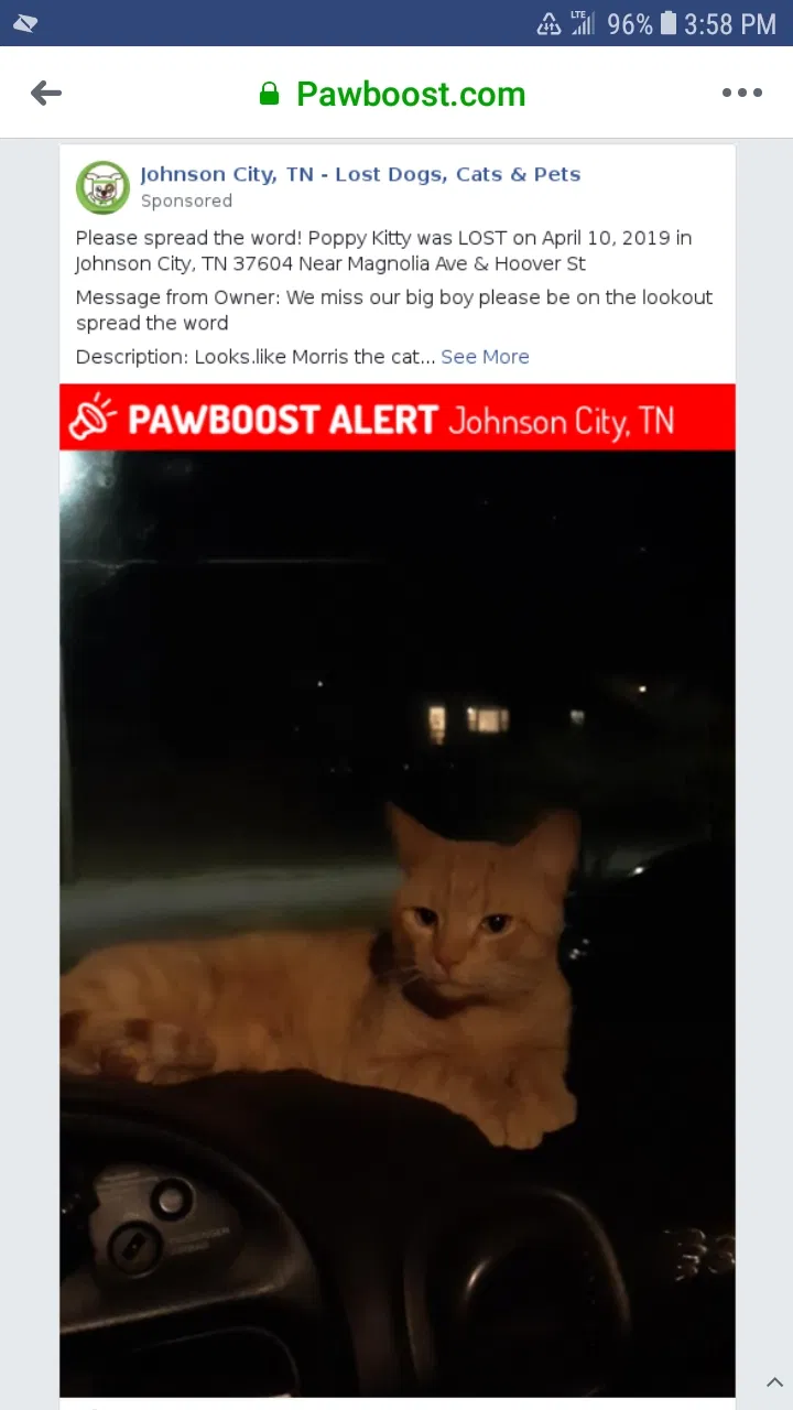 Lost cat in Johnson City, TN, 37604
