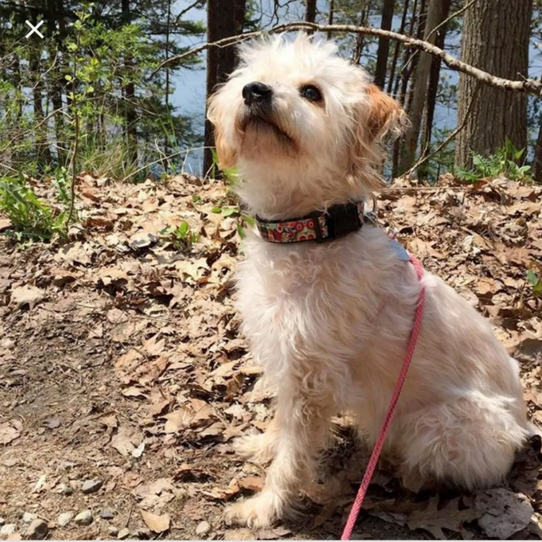 Lost dog in Holiday, FL, 34691
