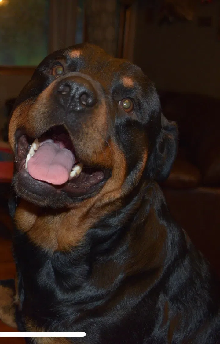 Lost dog in Buckner, MO, 64016