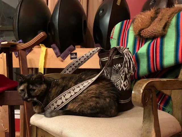 Lost cat in Swannanoa, NC, 28778