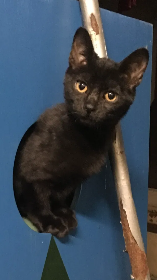 Lost cat in Evansville, IN, 47720