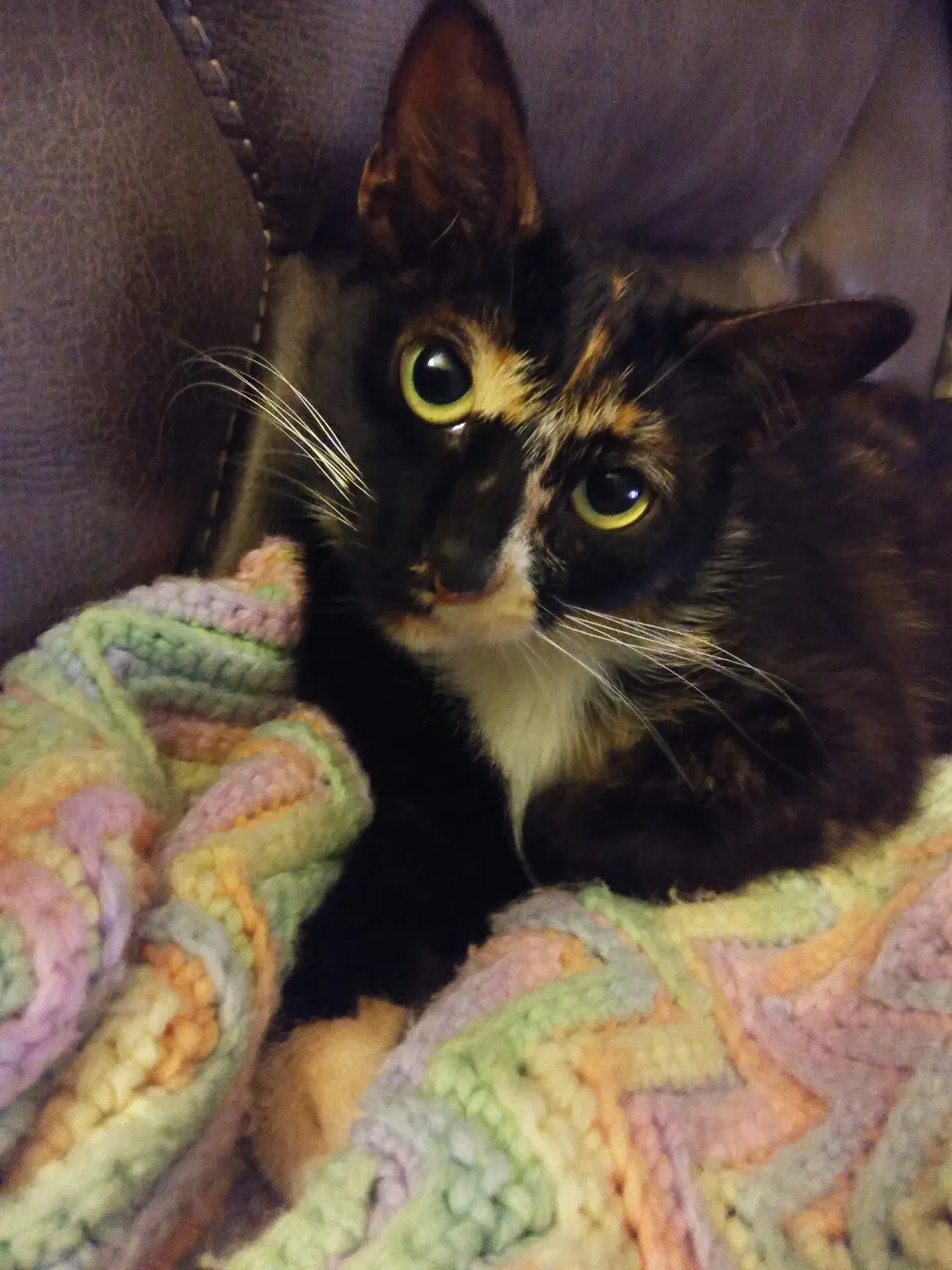 Lost cat in Baytown, TX, 77520