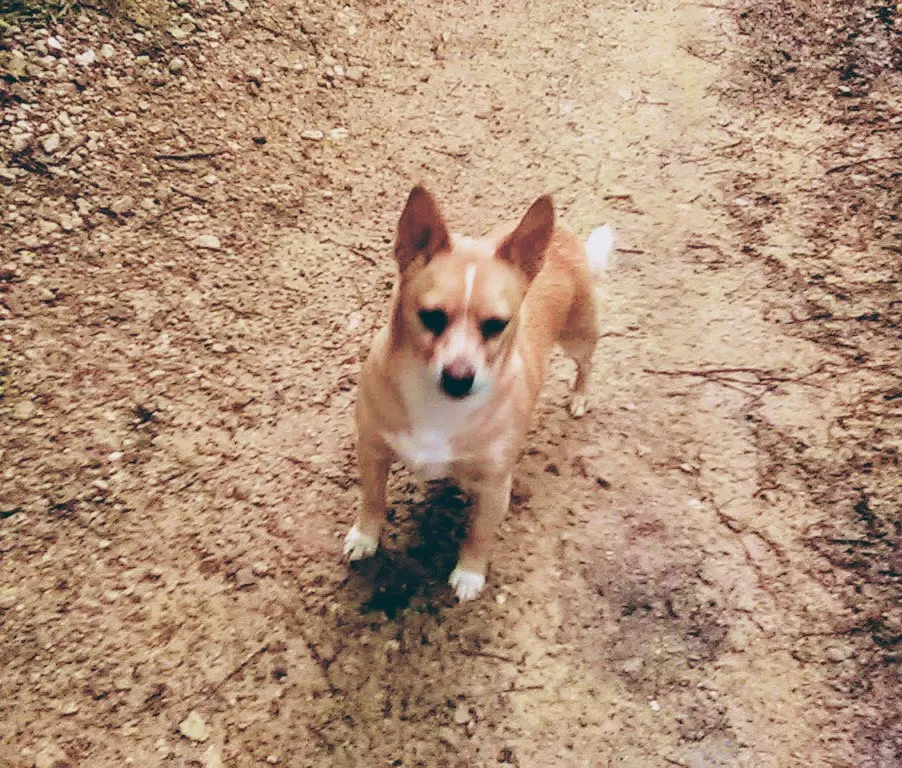 Lost dog in Winchester, TN, 37398