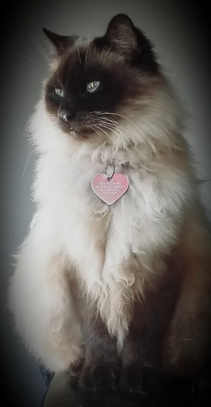 Lost cat in Spring, TX, 77380