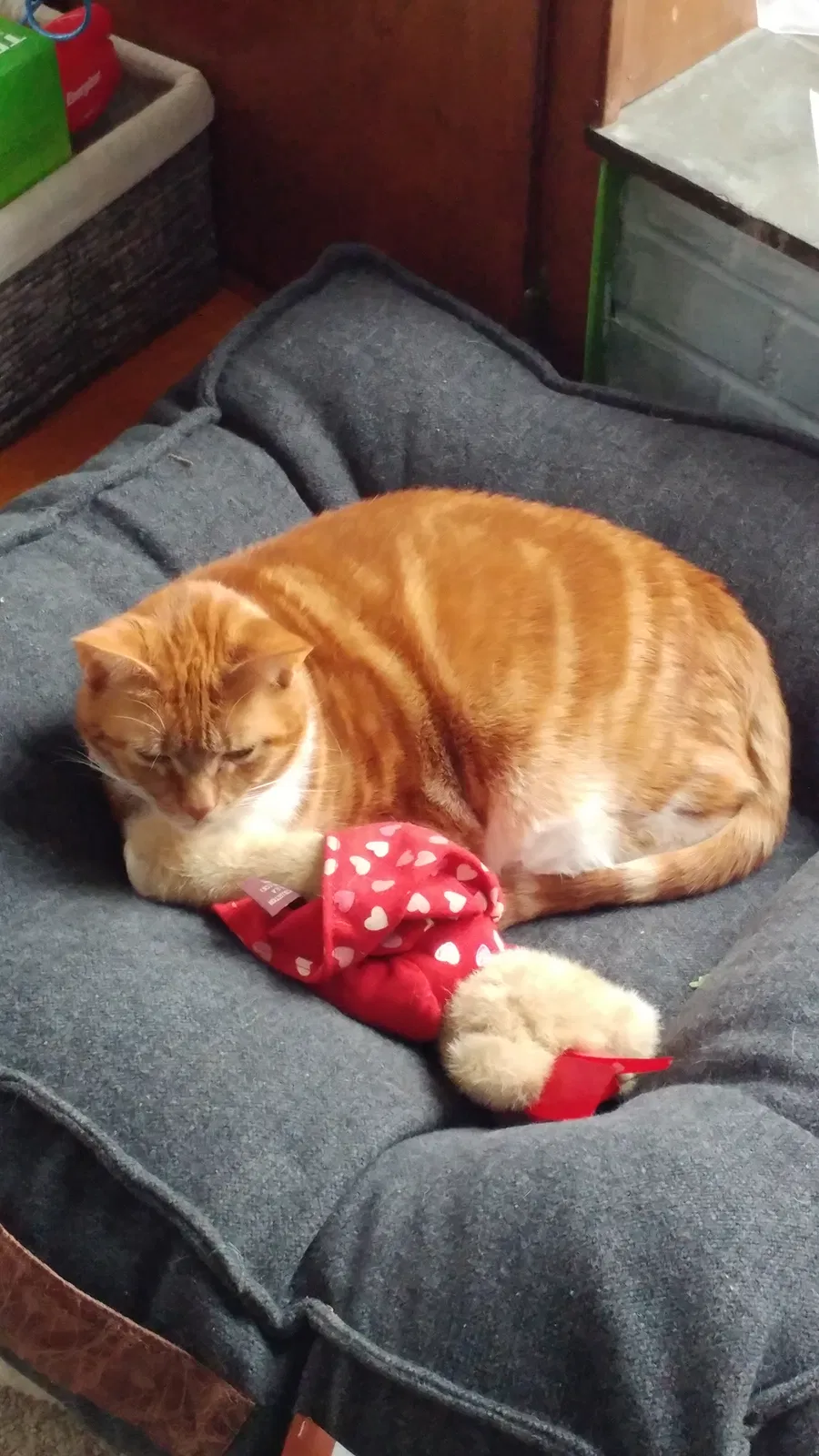 Lost cat in Concord, NC, 28025