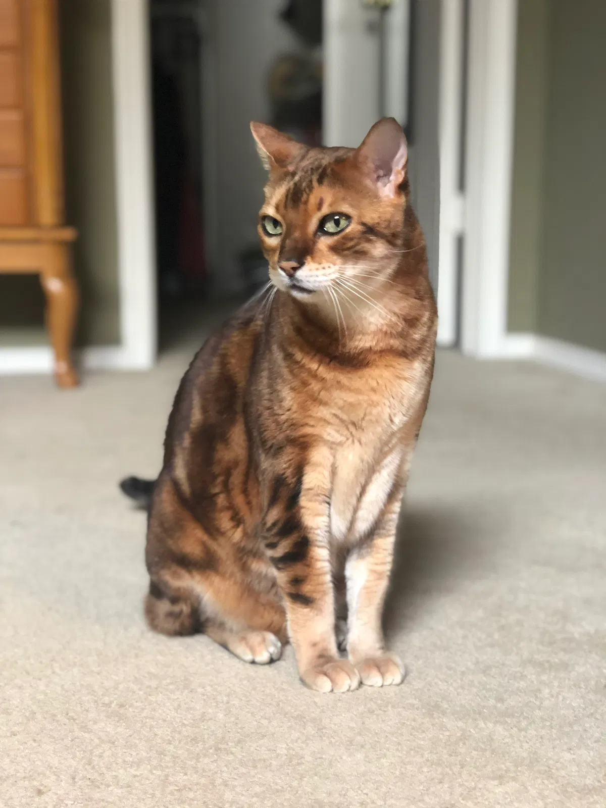 Lost cat in Newark, NJ, 7104