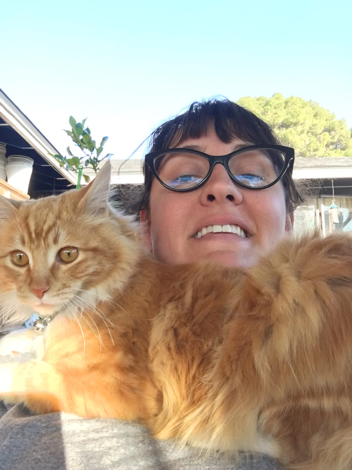 Lost cat in Mesa, AZ, 85201