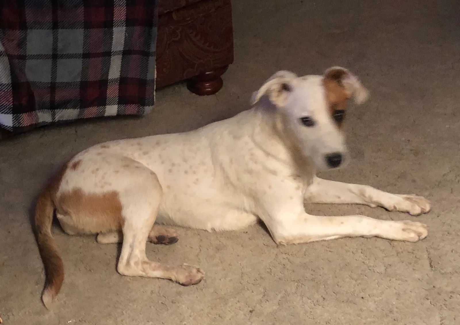 Lost dog in Cortez, CO, 81321