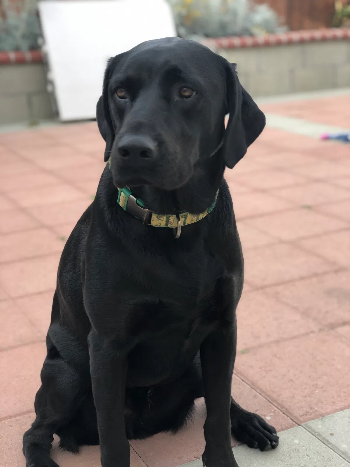 Lost dog in Hawthorne, CA, 90250