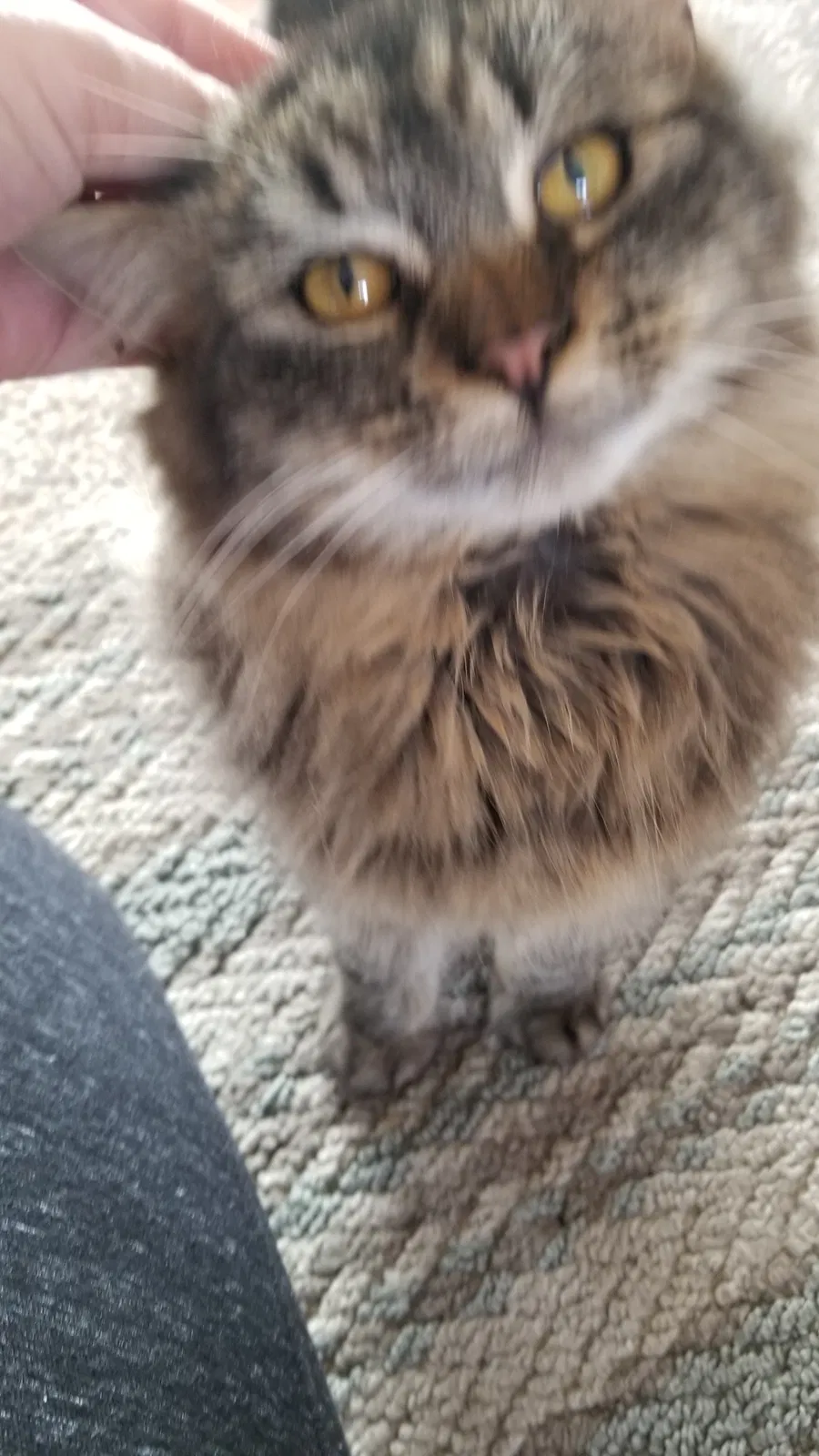 Lost cat in Saint Cloud, MN, 56304