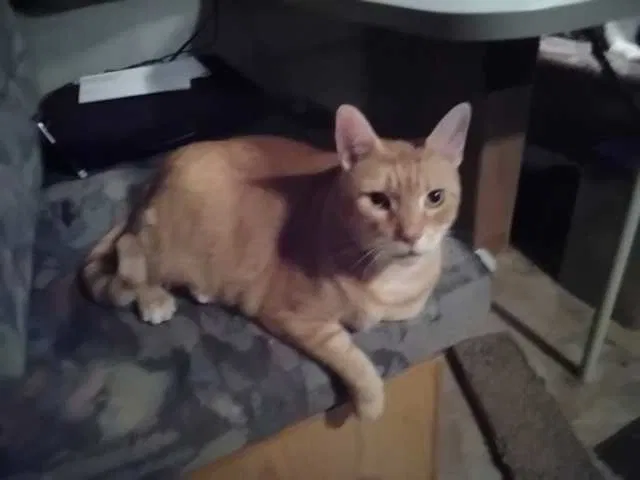 Lost cat in Saint Petersburg, FL, 33710