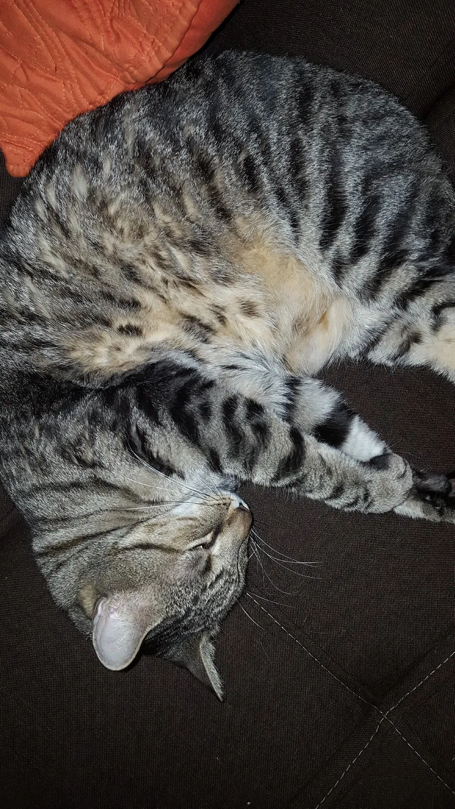 Lost cat in Tampa, FL, 33613