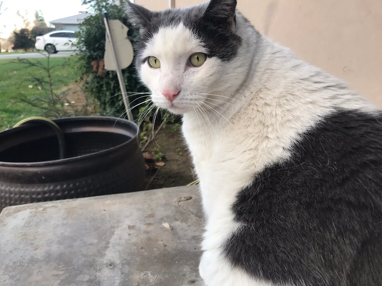 Lost cat in Sacramento, CA, 95821