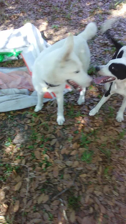 Found dog in Jacksonville, FL, 32218