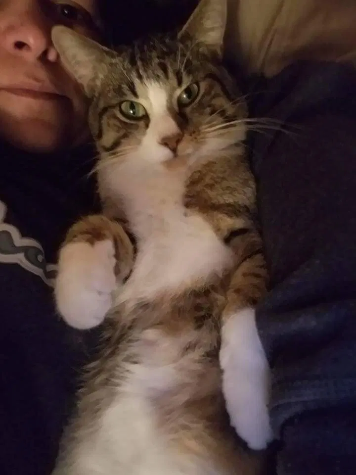 Lost cat in Richmond, IN, 47374