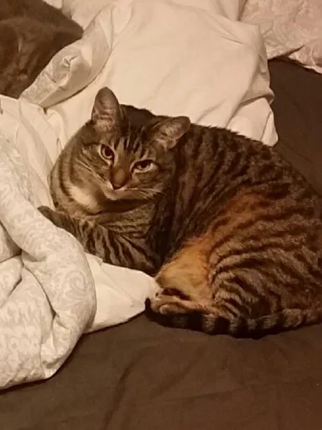 Lost cat in Knoxville, TN, 37921