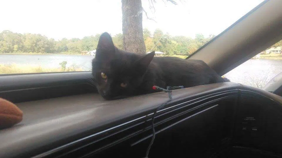 Lost cat in Whitehouse, TX, 75791