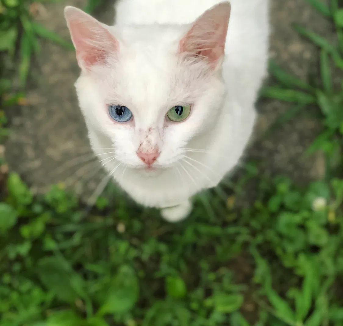 Lost cat in Charleston, WV, 25313