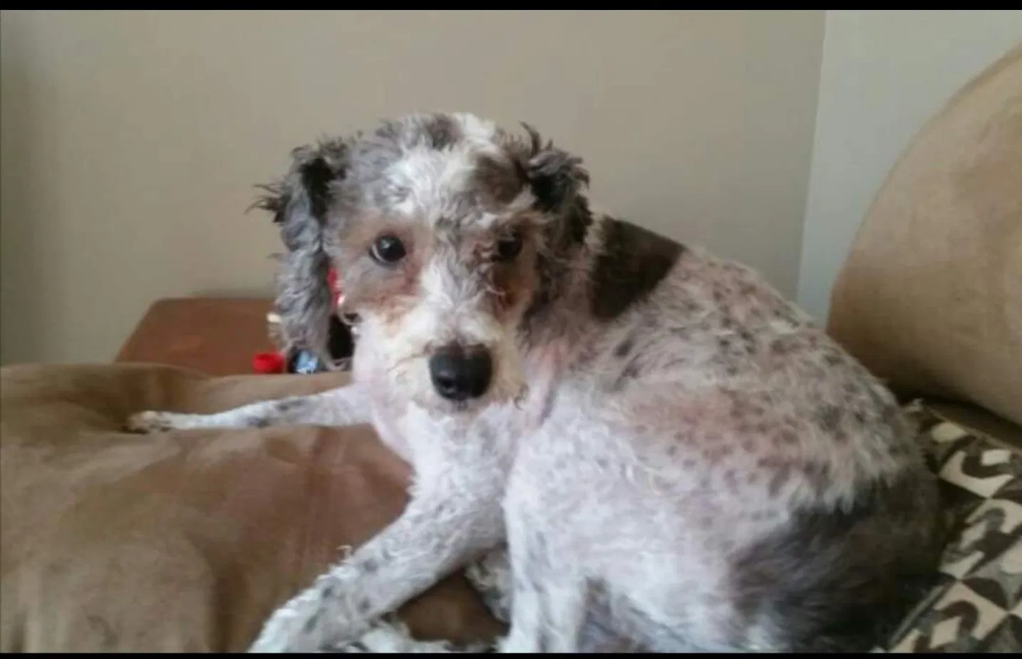 Lost dog in Holt, MI, 48842