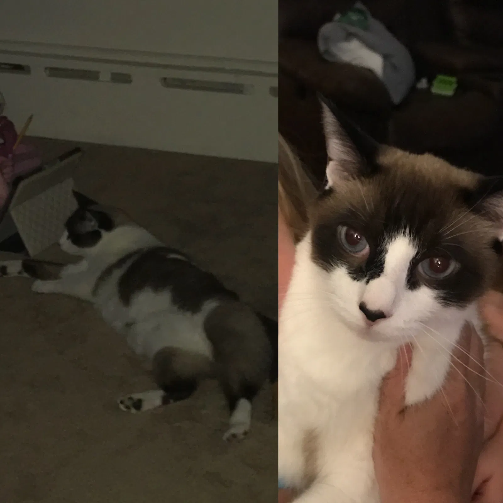 Lost cat in Joliet, IL, 60435