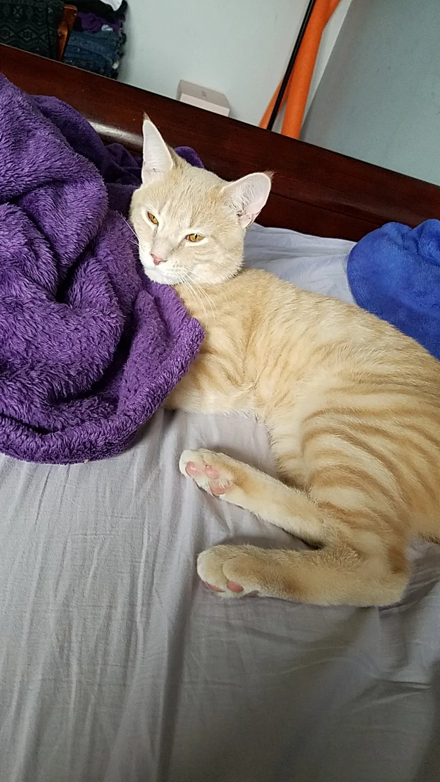 Lost cat in Homer Glen, IL, 60491