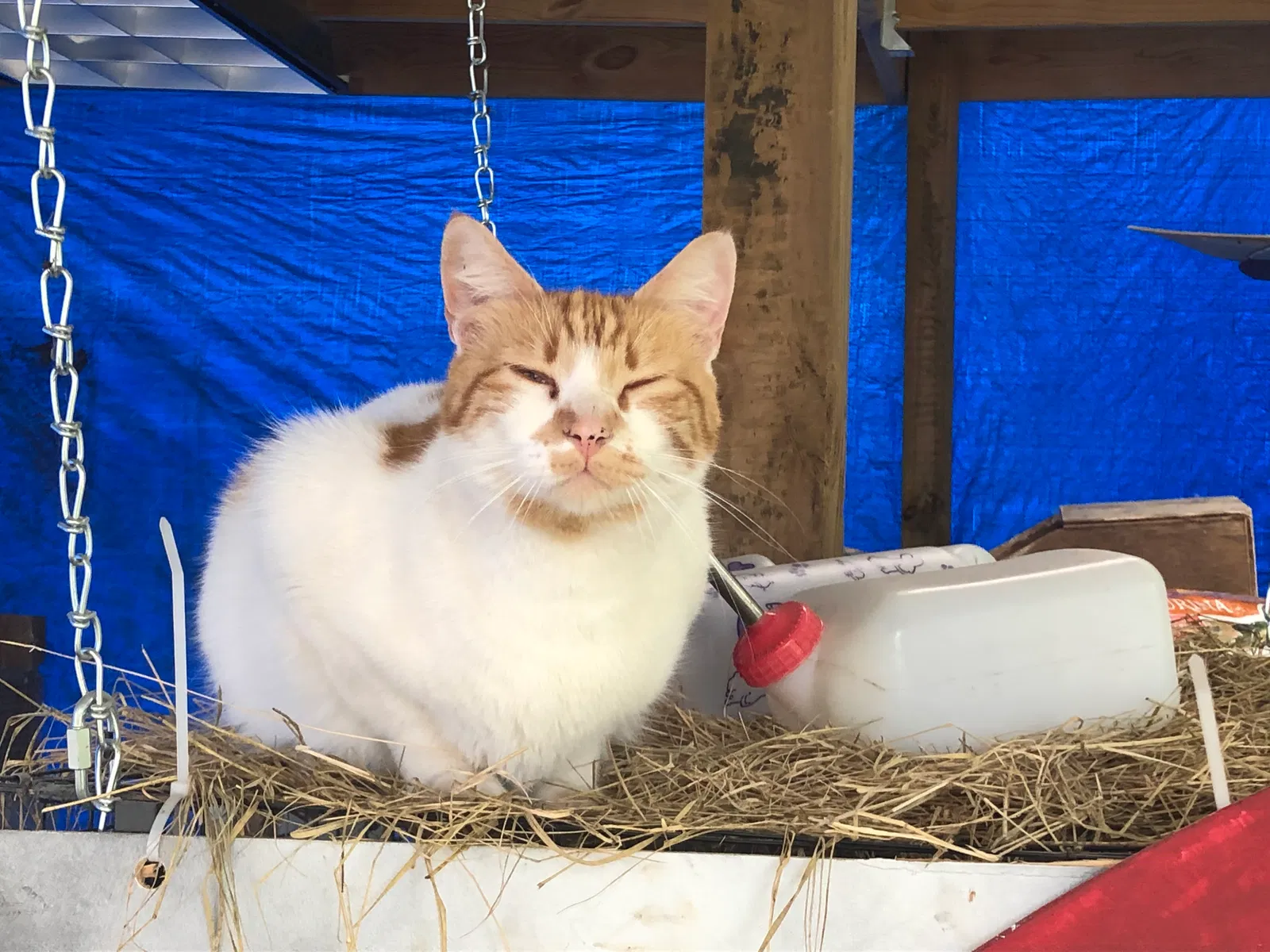 Lost cat in Magnolia, TX, 77355