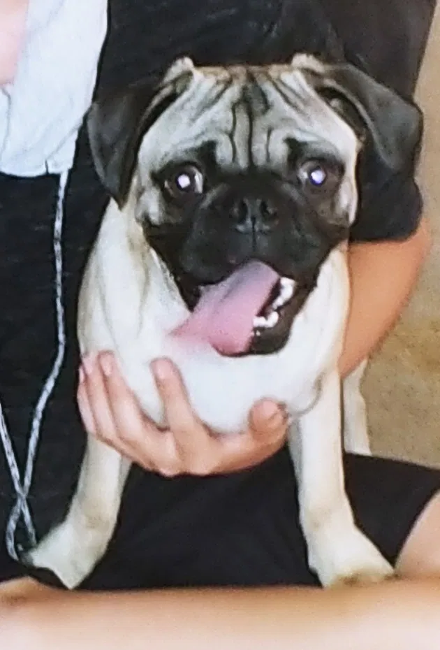 Lost dog in Elgin, TX, 78621