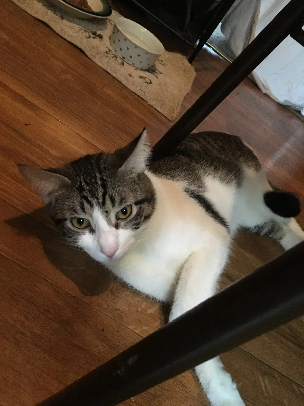 Lost cat in Evergreen Park, IL, 60805
