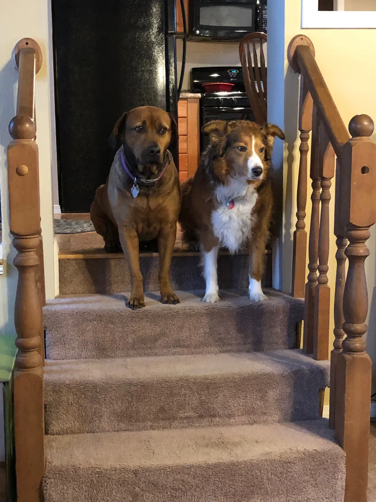 Lost dog in Seattle, WA, 98146