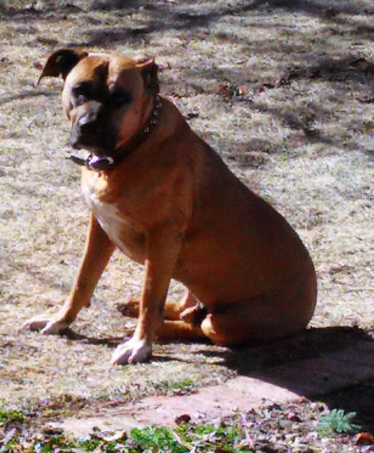 Lost dog in Albuquerque, NM, 87123
