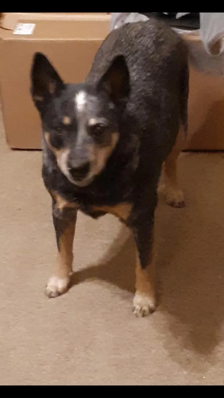 Lost dog in York, PA, 17402