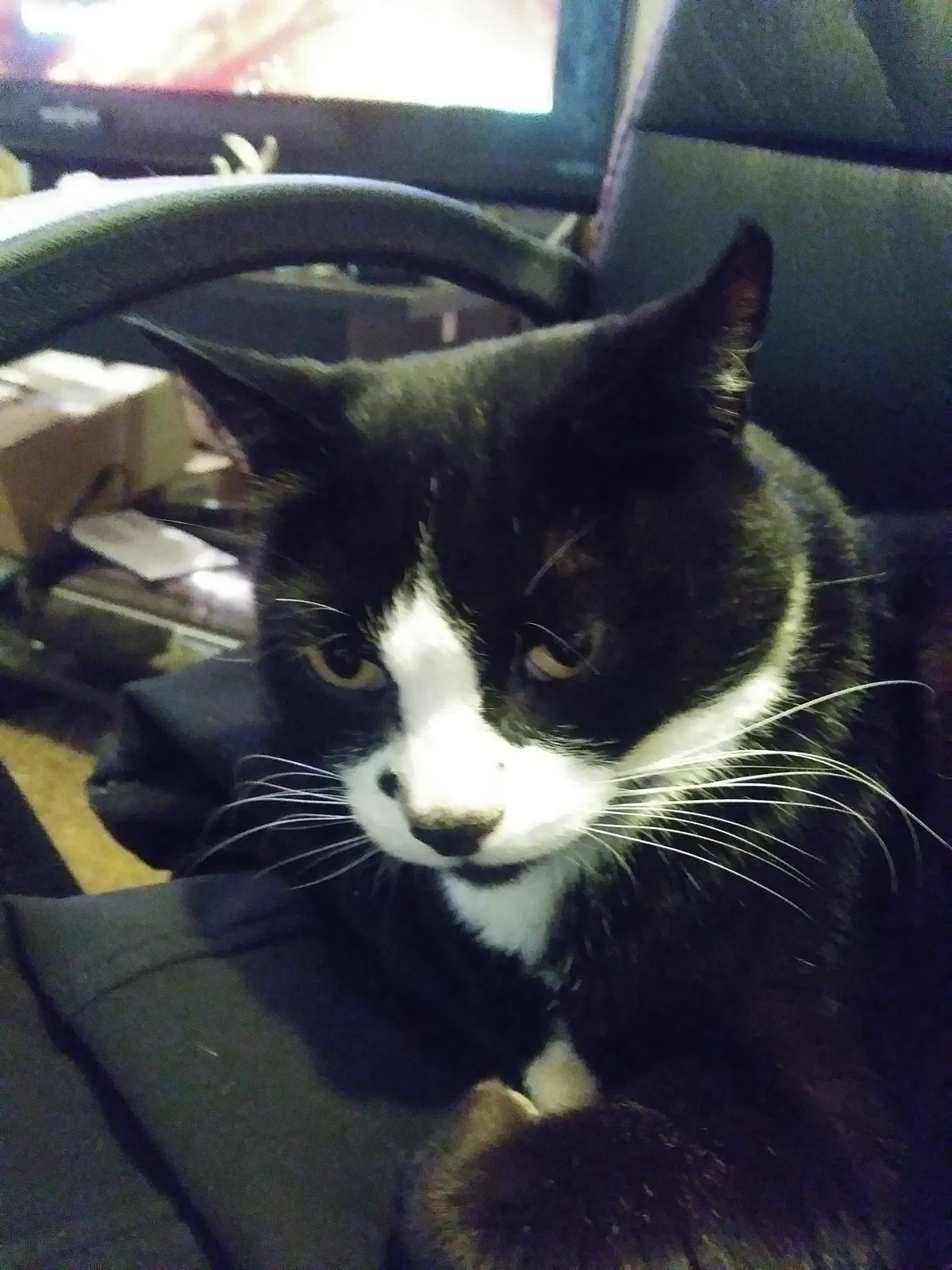 Lost cat in Portland, OR, 97230