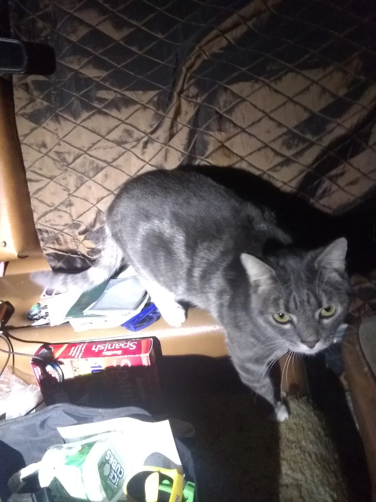Lost cat in San Diego, CA, 92111
