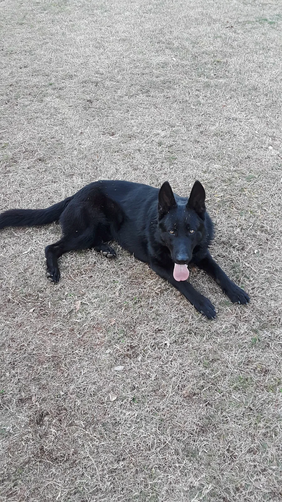 Lost dog in Dacula, GA, 30019