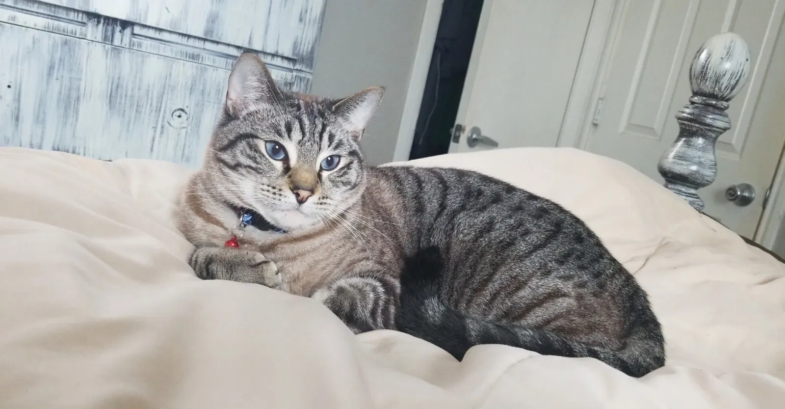 Lost cat in Cleburne, TX, 76033