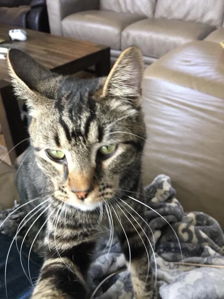 Lost cat in Sacramento, CA, 95826