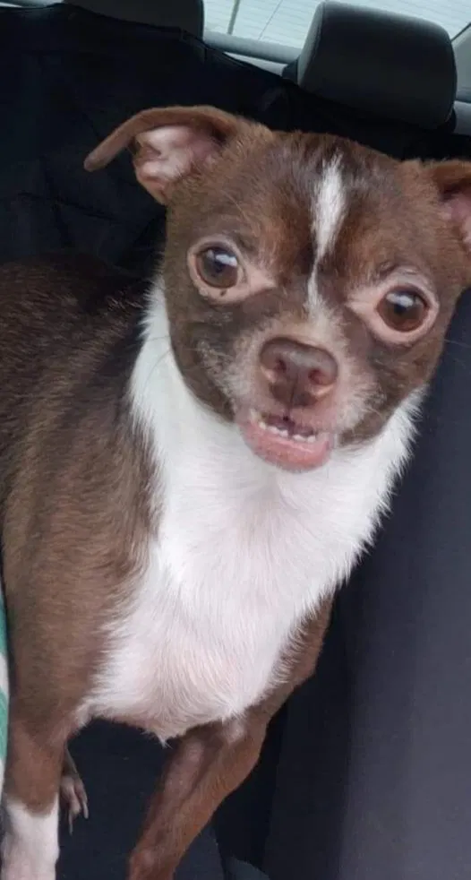 Lost dog in Atlanta, GA, 30334