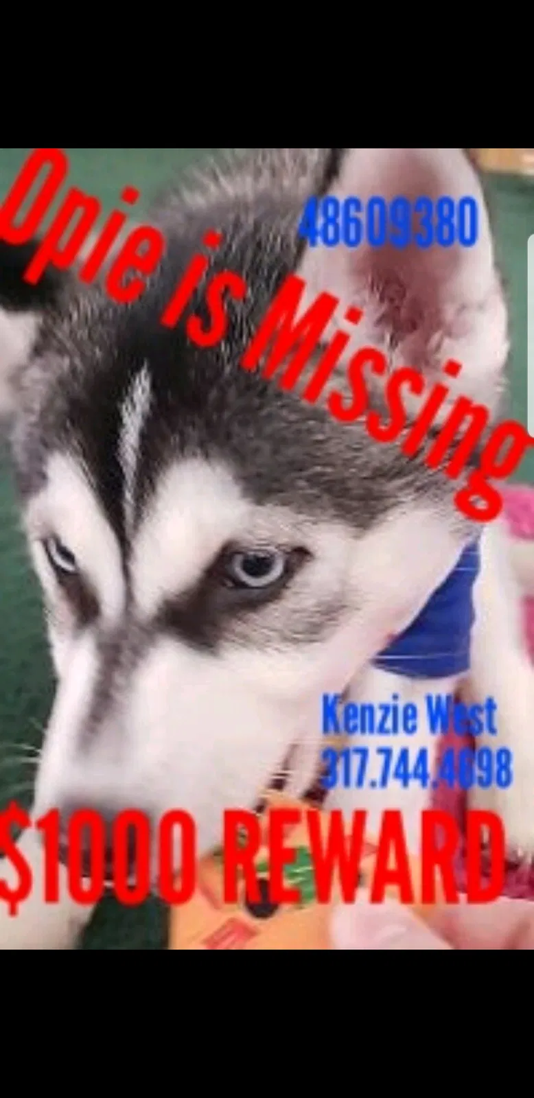Lost dog in Indianapolis, IN, 46224
