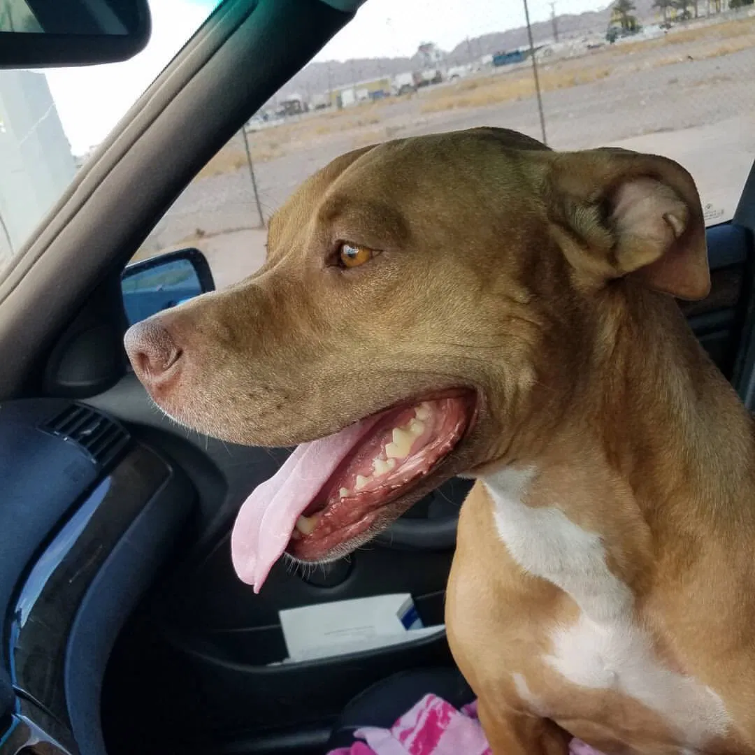 Lost dog in North Las Vegas, NV, 89030